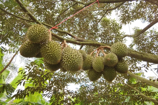 Close Durians Hanging Tree Imagens Royalty-Free