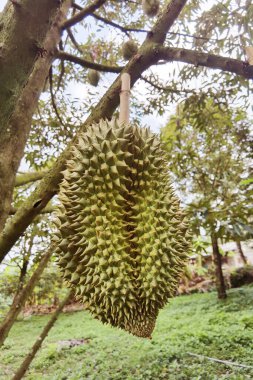 Close up of durians hanging on the tree