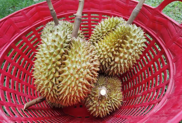 Zblízka Durianů Červeném Koši — Stock fotografie