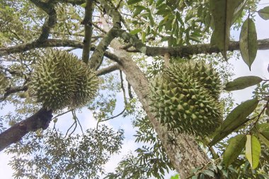 Ağaçta asılı duran duranların yakınına.