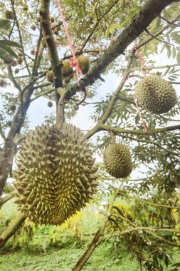 Ağaçta asılı duran duranların yakınına.