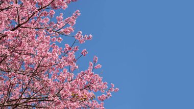 Tayland 'da Phaya suae çiçeği veya sakura çiçeği