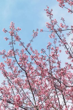 Tayland 'da Phaya suae çiçeği veya sakura çiçeği