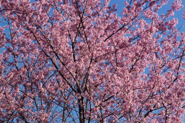 Tayland 'da Phaya suae çiçeği veya sakura çiçeği