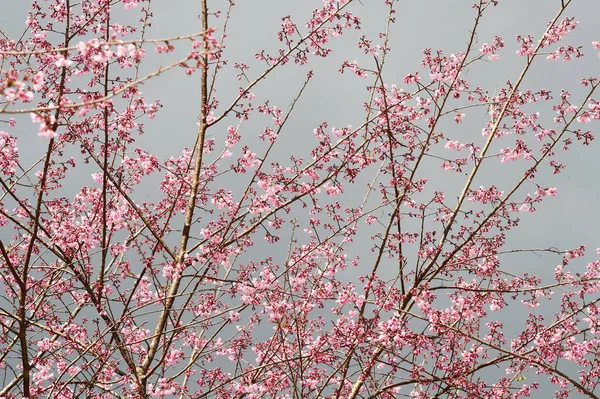 Phaya Suae Virág Vagy Sakura Virág Thaiföldön — Stock Fotó