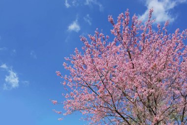 Tayland 'da Phaya suae çiçeği veya sakura çiçeği