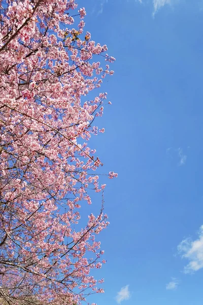 Tayland 'da Phaya suae çiçeği veya sakura çiçeği