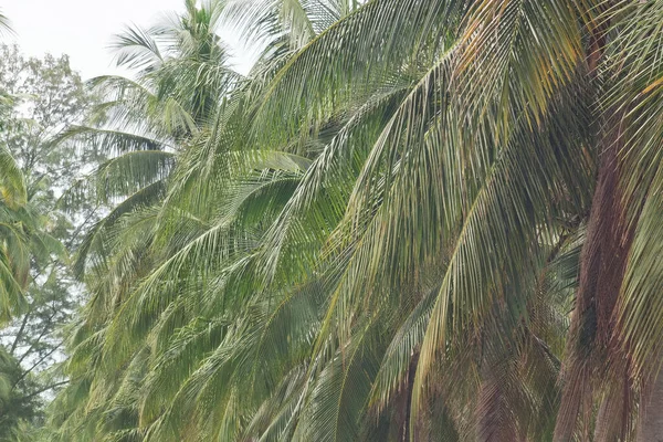 Bündel Frischer Kokosfrüchte Hängen Kokosnussbaum — Stockfoto