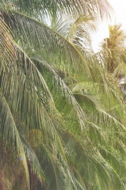 Hindistan cevizi meyvesi sürüsü Hindistan cevizi ağacında asılı.