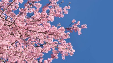 Tayland 'da Phaya suae çiçeği veya sakura çiçeği