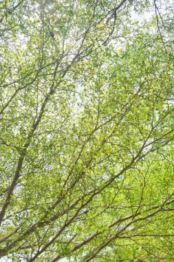 Doğanın arka planına sahip büyük ağacı düzenle