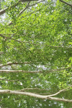 Doğanın arka planına sahip büyük ağacı düzenle