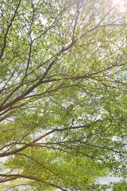 Doğanın arka planına sahip büyük ağacı düzenle