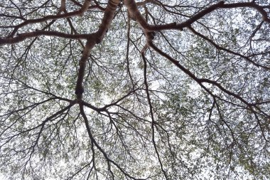 Doğanın arka planına sahip büyük ağacı düzenle