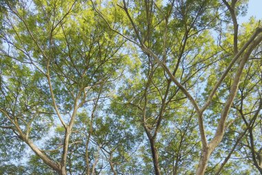 Doğanın arka planına sahip büyük ağacı düzenle