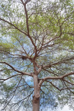 Doğanın arka planına sahip büyük ağacı düzenle