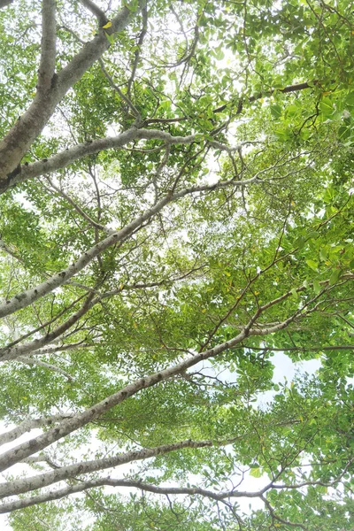 Krajobraz Duże Drzewo Tłem Natury — Zdjęcie stockowe