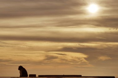 Parlak turuncu gökyüzü ve güneşin ışığı.