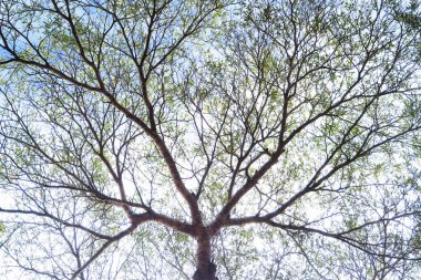 Doğanın arka planına sahip büyük ağacı düzenle