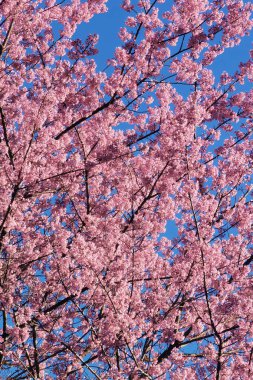 Tayland 'da Phaya suae çiçeği veya sakura çiçeği