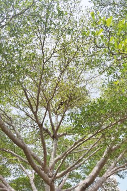 Doğanın arka planına sahip büyük ağacı düzenle