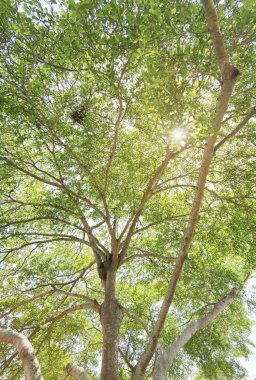 Doğanın arka planına sahip büyük ağacı düzenle