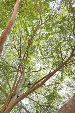 Doğanın arka planına sahip büyük ağacı düzenle