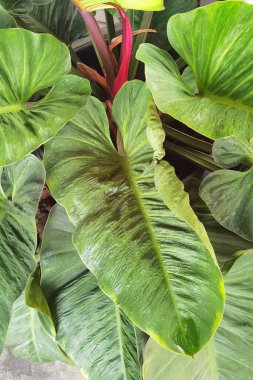 Bahçede yeşil yaprağı olan bir ağaca yakın.