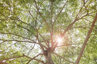 Doğanın arka planına sahip büyük ağacı düzenle