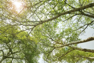 Doğanın arka planına sahip büyük ağacı düzenle