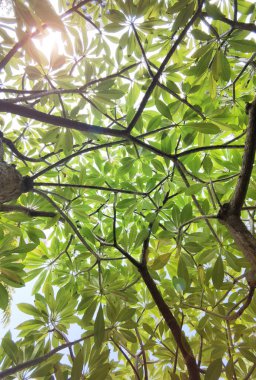 Doğanın arka planına sahip büyük ağacı düzenle