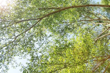 Doğanın arka planına sahip büyük ağacı düzenle