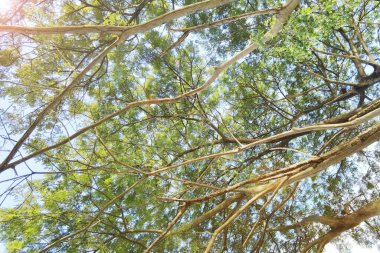 Doğanın arka planına sahip büyük ağacı düzenle