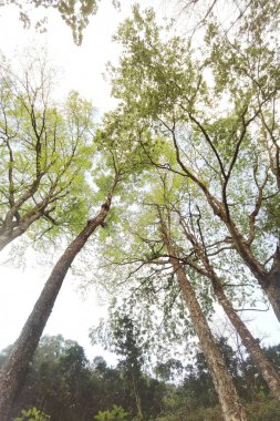 Doğanın arka planına sahip büyük ağacı düzenle