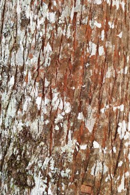 Ağaç kabuğu doku arka plan için yakın çekim