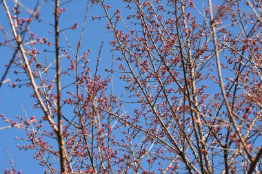 Tayland 'da Phaya suae çiçeği veya sakura çiçeği