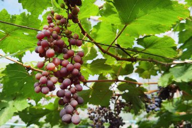 Bahçede olgun kırmızı üzümler 
