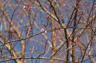 Tayland 'da Phaya suae çiçeği veya sakura çiçeği