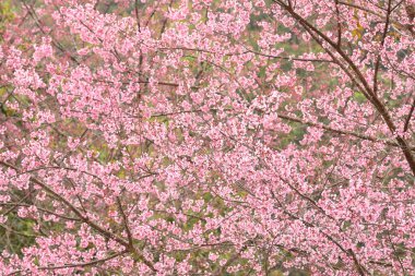 Tayland 'da Phaya suae çiçeği veya sakura çiçeği