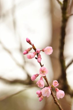 Tayland 'da Phaya suae çiçeği veya sakura çiçeği