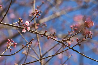 Tayland 'da Phaya suae çiçeği veya sakura çiçeği