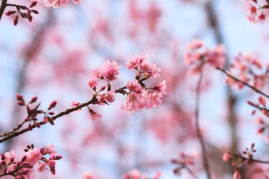 Tayland 'da Phaya suae çiçeği veya sakura çiçeği