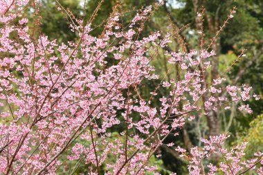 Tayland 'da Phaya suae çiçeği veya sakura çiçeği