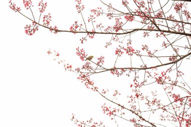Tayland 'da Phaya suae çiçeği veya sakura çiçeği