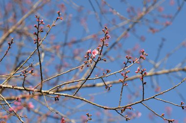 Tayland 'da Phaya suae çiçeği veya sakura çiçeği