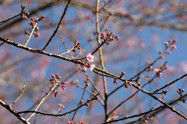 Tayland 'da Phaya suae çiçeği veya sakura çiçeği