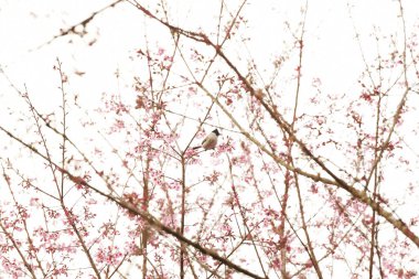 Tayland 'da Phaya suae çiçeği veya sakura çiçeği