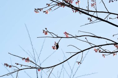 Tayland 'da Phaya suae çiçeği veya sakura çiçeği