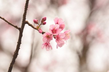 Tayland 'da Phaya suae çiçeği veya sakura çiçeği