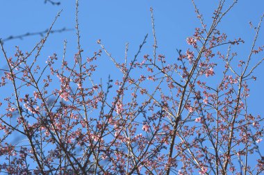 Tayland 'da Phaya suae çiçeği veya sakura çiçeği